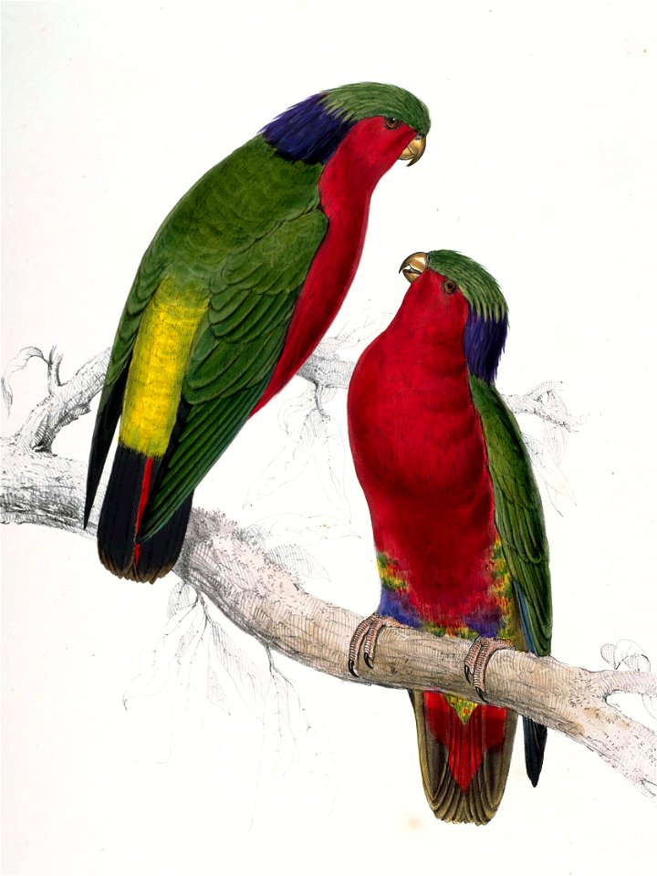 Vini kuhlii -painting by Edward Lear-4c (cropped)