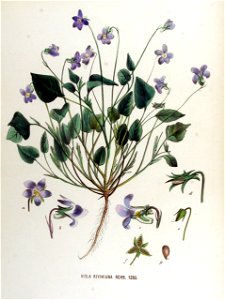 Viola riviniana — Flora Batava — Volume v17
