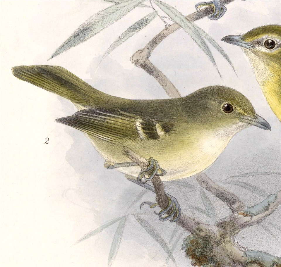 Vireo pallens 1902