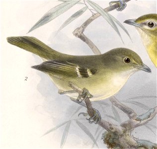 Vireo pallens 1902. Free illustration for personal and commercial use.