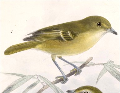 Vireo pallens ochraceus 1902. Free illustration for personal and commercial use.