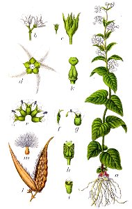 Vincetoxicum hirundinaria Sturm10013
