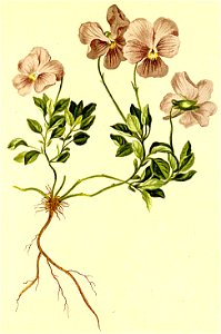 Viola cenisia Atlas Alpenflora