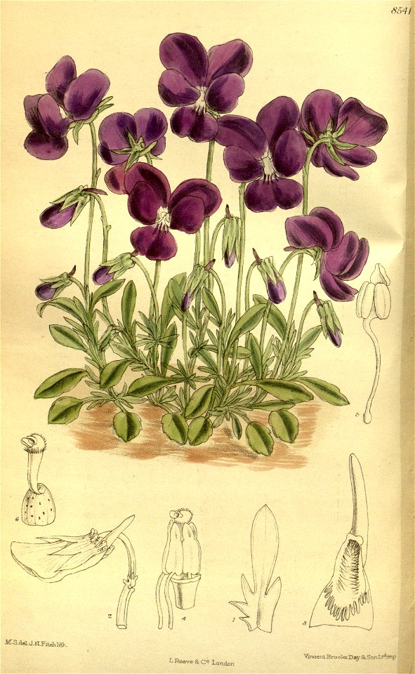 Viola gracilis 140-8541