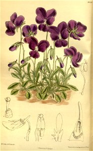 Viola gracilis 140-8541