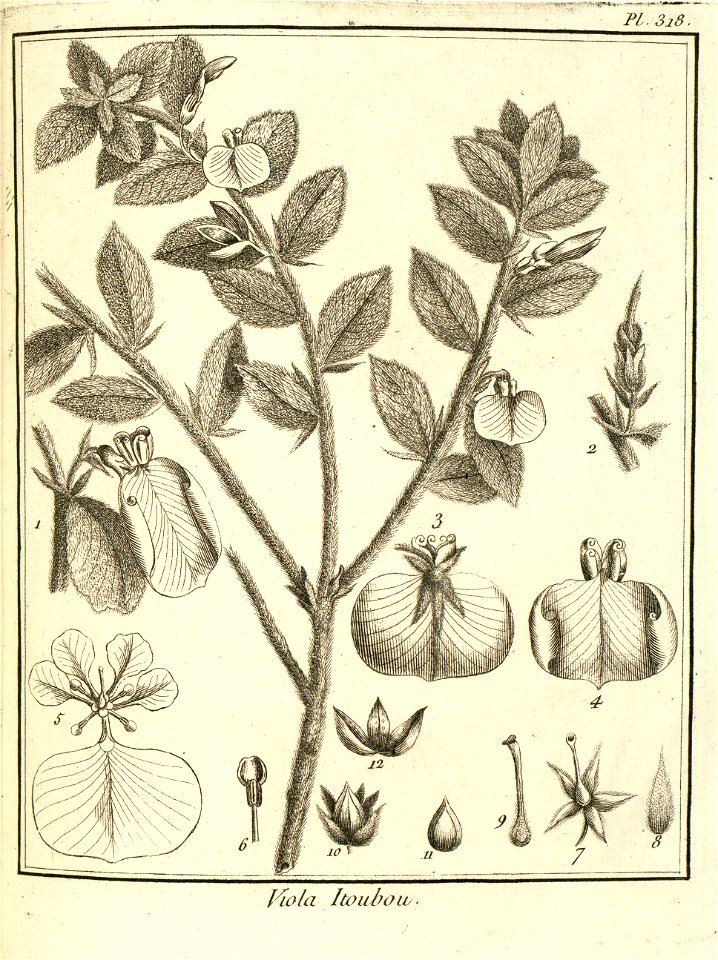 Viola itoubou Aublet 1775 pl 318