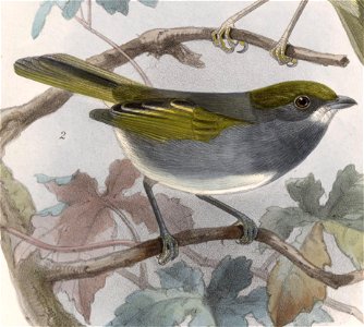 Vireo brevipennis 1902. Free illustration for personal and commercial use.