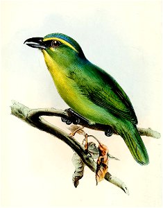 VireolaniusIcterophrysWolf