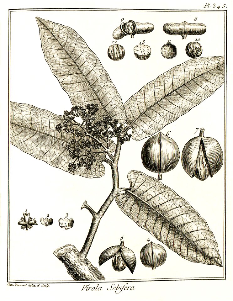 Virola sebifera Aublet 1775 pl 345