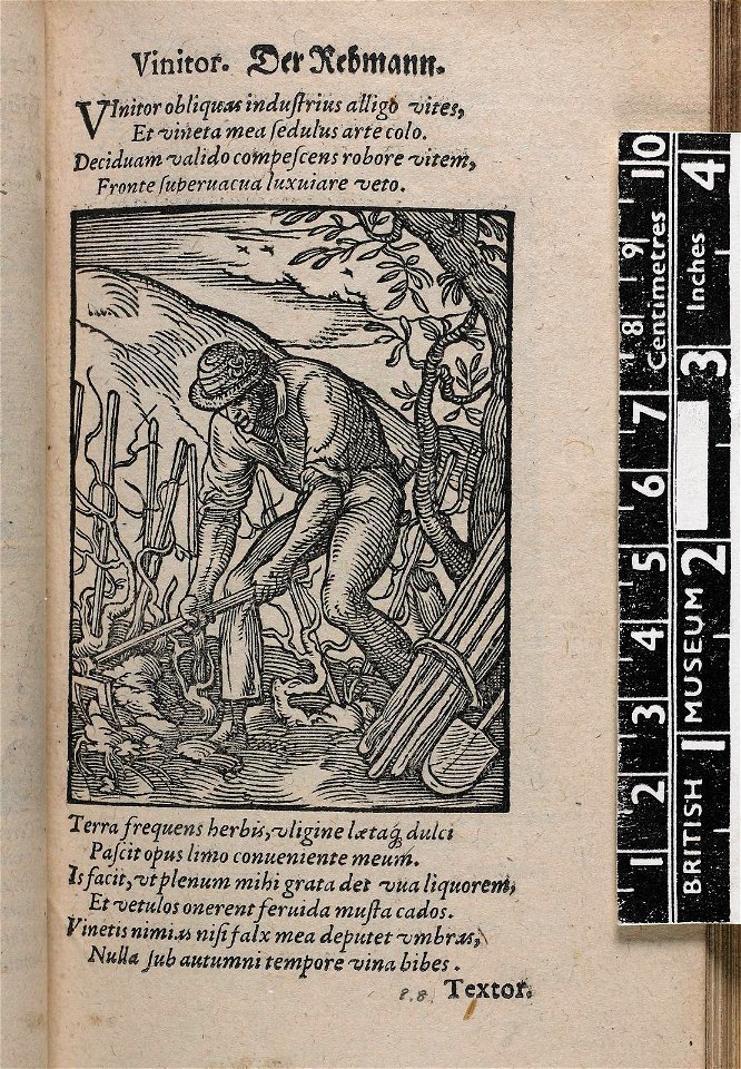 Vinitor. Der Rebmann. (The Vine Grower) (BM 1904,0206.103.41)