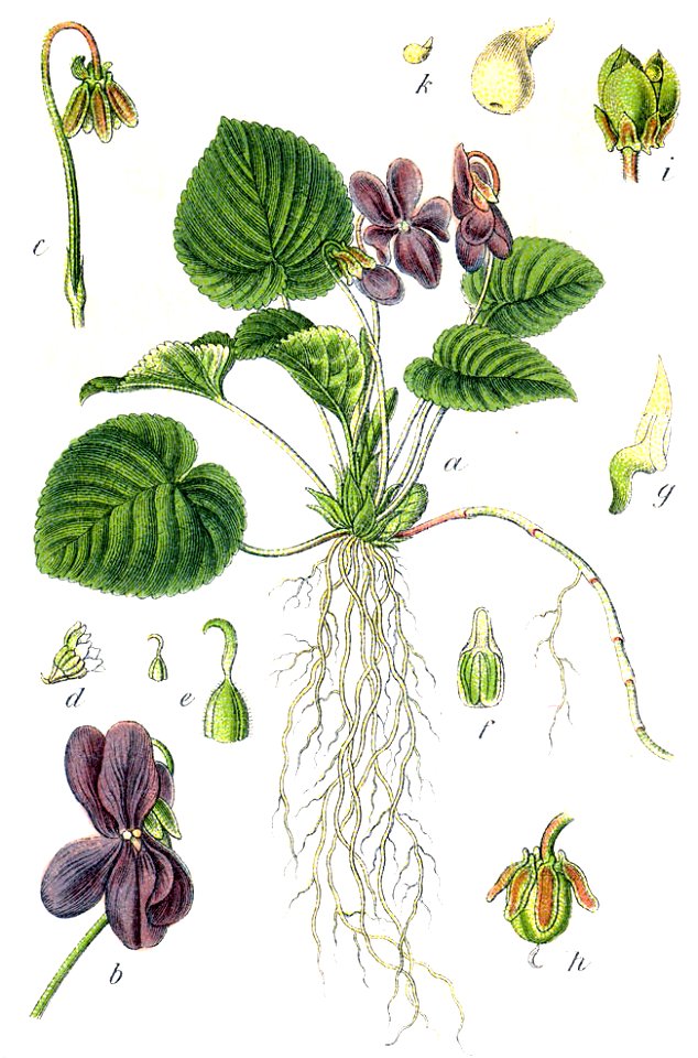 Viola odorata Sturm56