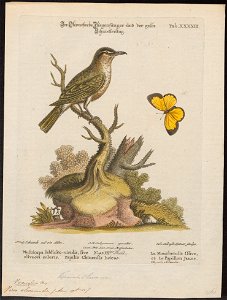 Vireo olivacea - 1700-1880 - Print - Iconographia Zoologica - Special Collections University of Amsterdam - UBA01 IZ16600271