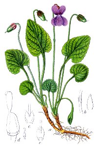 Viola uliginosa Sturm53
