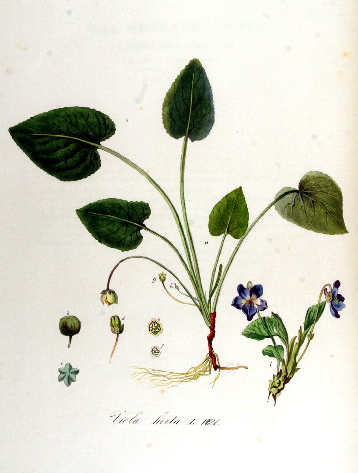 Viola hirta — Flora Batava — Volume v13