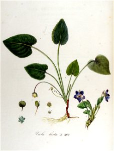 Viola hirta — Flora Batava — Volume v13