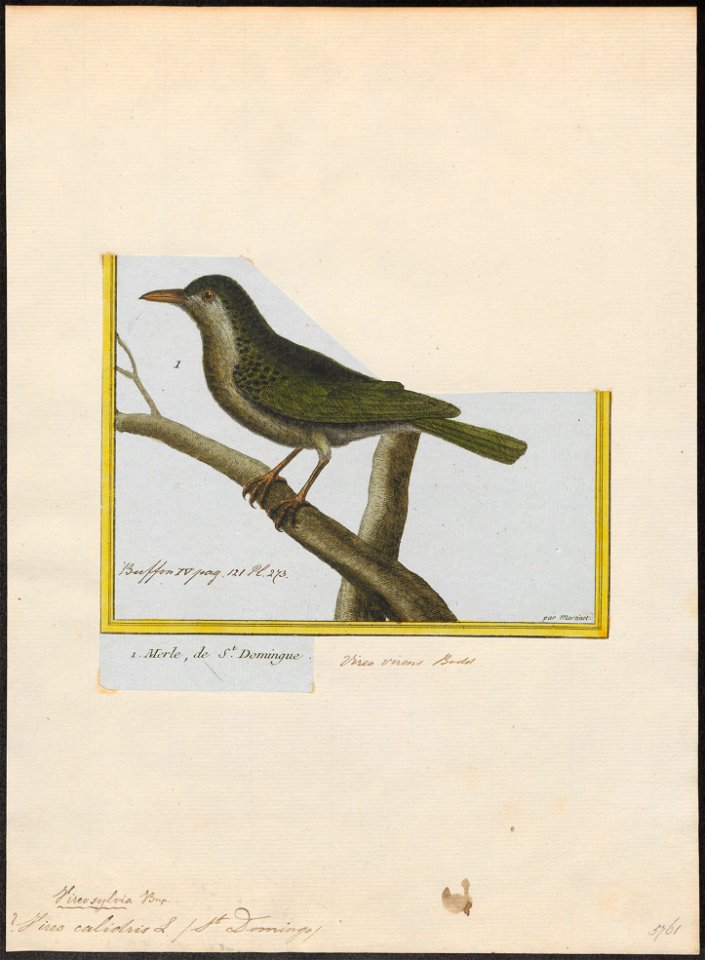 Vireo calidris - 1700-1880 - Print - Iconographia Zoologica - Special Collections University of Amsterdam - UBA01 IZ16600267