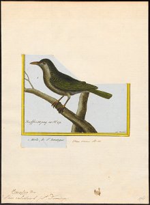 Vireo calidris - 1700-1880 - Print - Iconographia Zoologica - Special Collections University of Amsterdam - UBA01 IZ16600267
