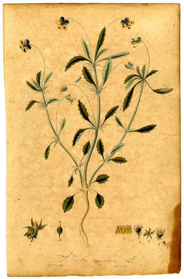 Viola tricolor Mann
