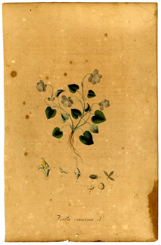 Viola canina Mann