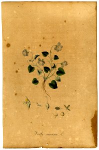 Viola canina Mann