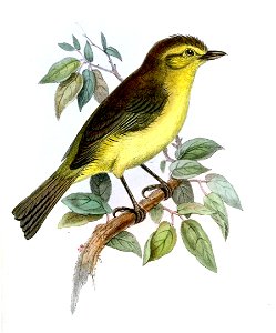 VireoHypochryseusJennens