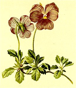 Viola calcarata Atlas Alpenflora