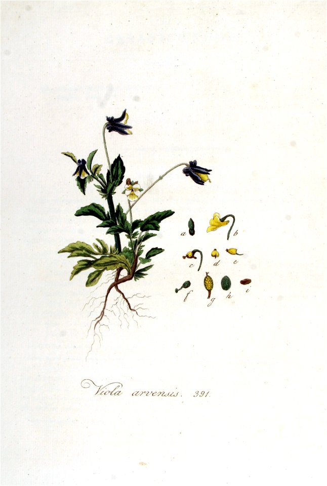 Viola arvensis — Flora Batava — Volume v5