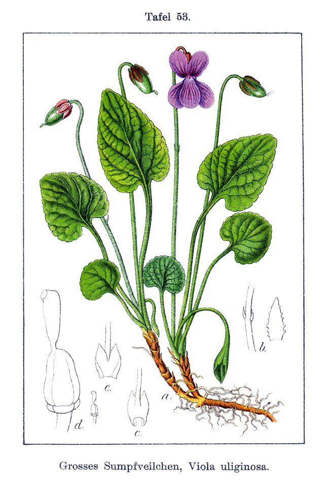 Viola uliginosa Sturm53-original