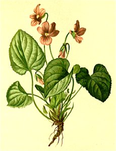 Viola thomasiana Atlas Alpenflora