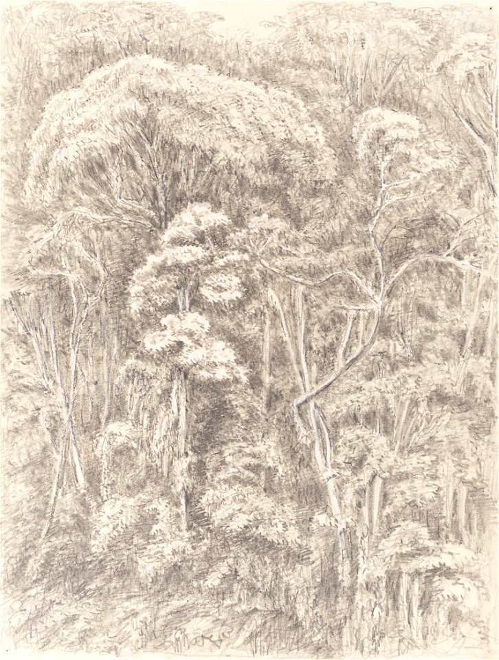 Virgin Wood - from our Bedroom Window Presidencia - Petropolis 5th Jan. 1855, da Coleção Brasiliana Iconográfica