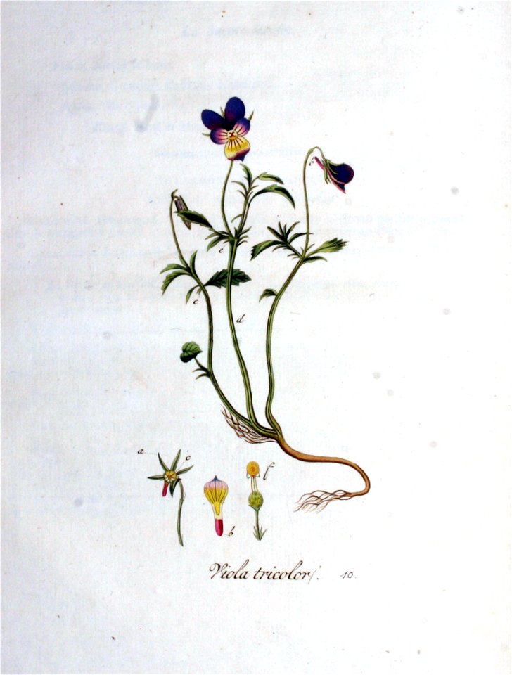 Viola tricolor — Flora Batava — Volume v1