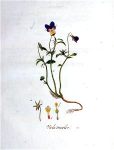 Viola tricolor — Flora Batava — Volume v1