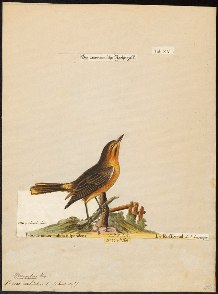 Vireo calidris - 1700-1880 - Print - Iconographia Zoologica - Special Collections University of Amsterdam - UBA01 IZ16600265