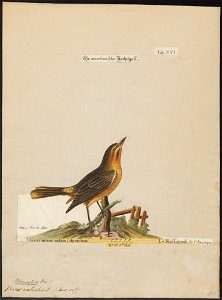 Vireo calidris - 1700-1880 - Print - Iconographia Zoologica - Special Collections University of Amsterdam - UBA01 IZ16600265