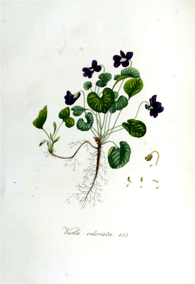 Viola odorata — Flora Batava — Volume v6