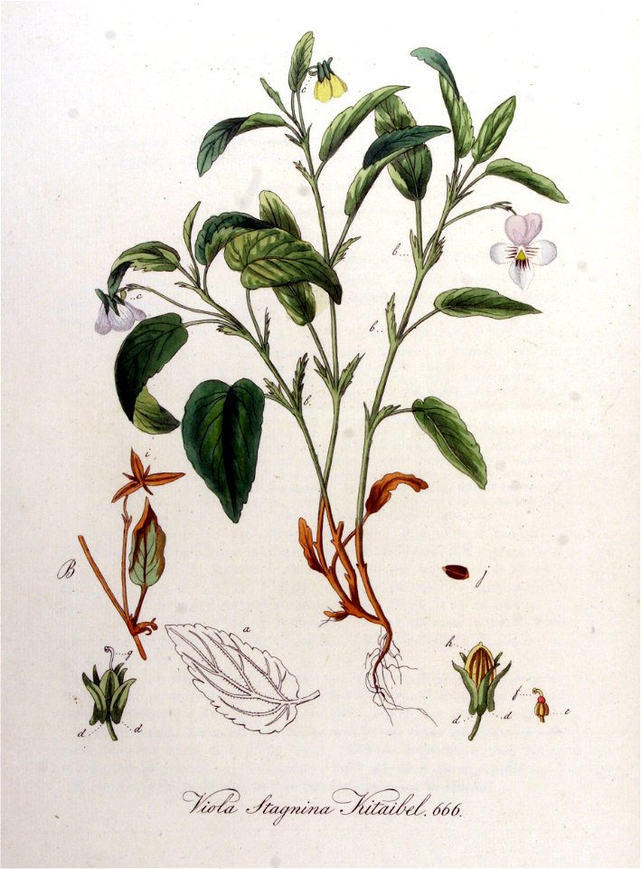 Viola stagnina — Flora Batava — Volume v9