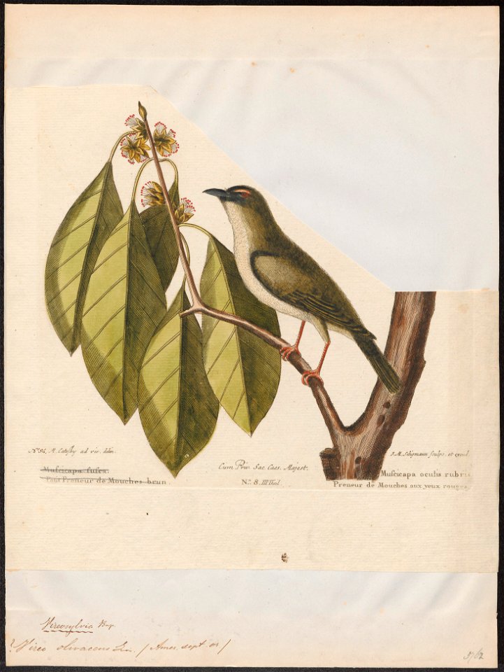 Vireo olivacea - 1700-1880 - Print - Iconographia Zoologica - Special Collections University of Amsterdam - UBA01 IZ16600269