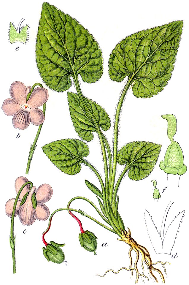 Viola hirta Sturm54