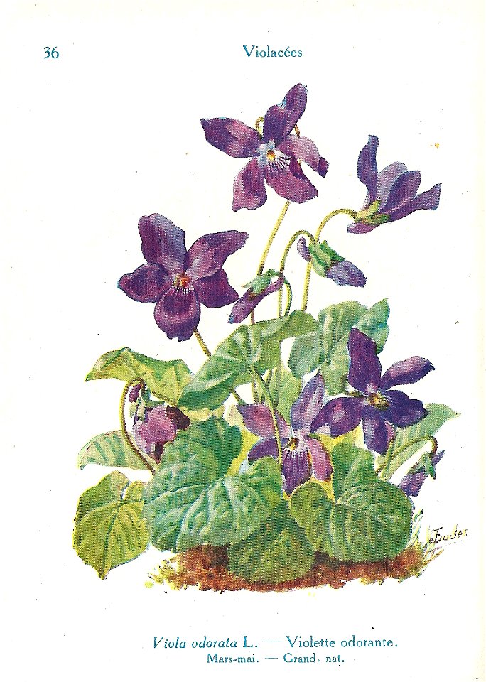Violette odorante-J.Eudes-36