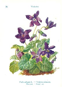 Violette odorante-J.Eudes-36