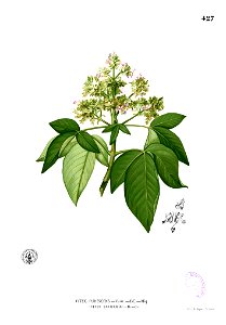 Vitex pinnata Blanco2.427