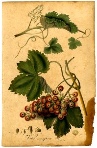 Vitis vinifera Mann