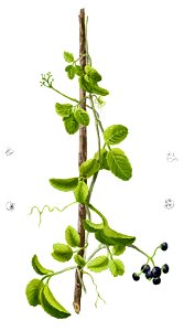Vitaceae sp Blanco1.24-cropped