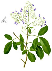 Vitex trifolia Blanco1.226-cropped. Free illustration for personal and commercial use.