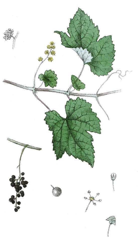 Vitis vinifera ag1