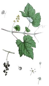 Vitis vinifera ag1. Free illustration for personal and commercial use.