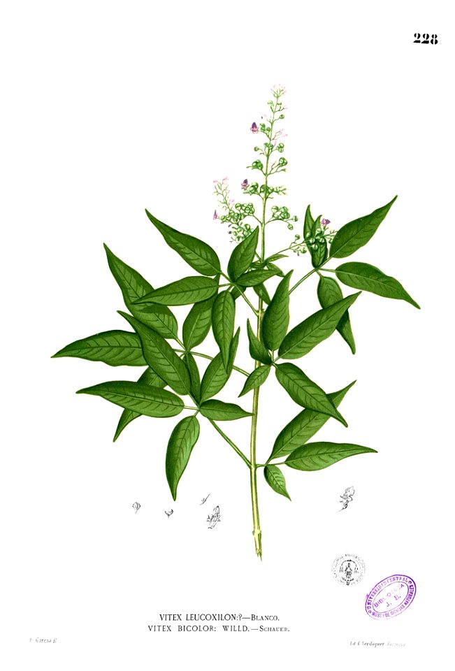 Vitex negundo Blanco1.228