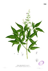 Vitex negundo Blanco1.228