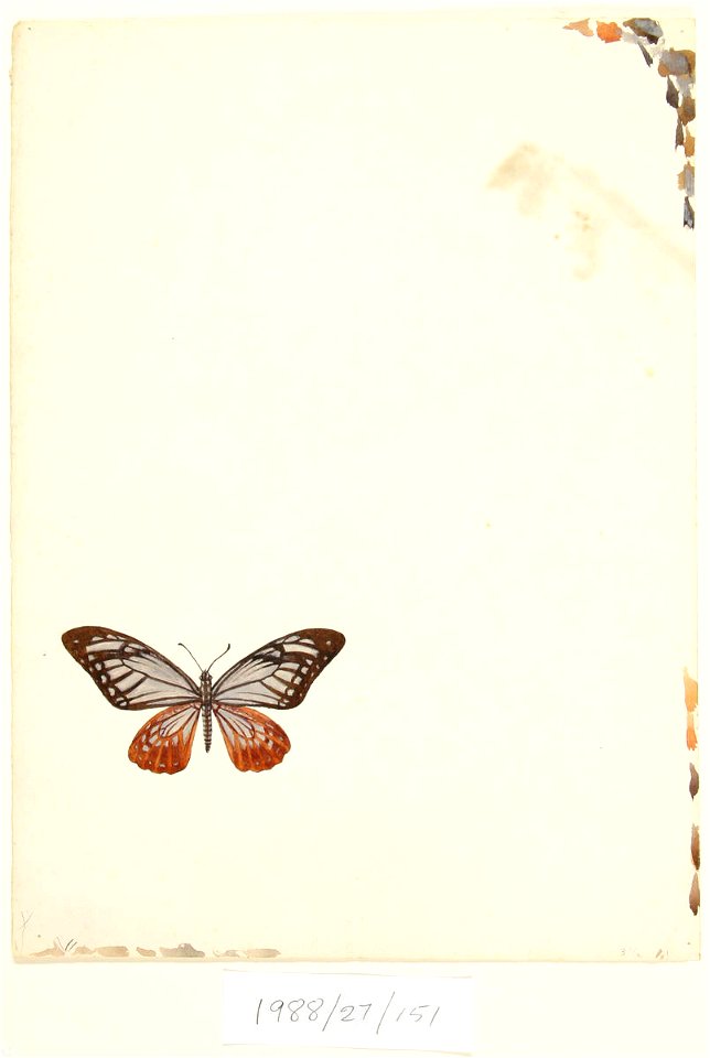 Vivian Smith - Untitled (Butterfly) - Sarjeant Gallery