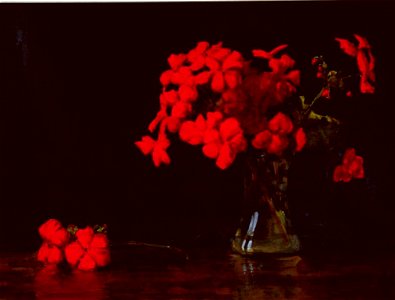 Vivian Smith - Untitled (Red geraniums) - Sarjeant Gallery